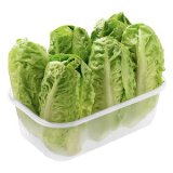 Cogollos corazón de lechuga