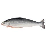 Salmón sin aletas y sin escamas